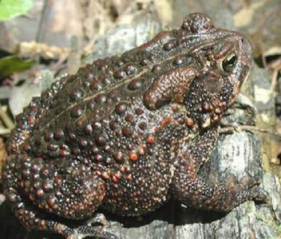 nhung thuc pham can tranh xa quotchetquot cung khong duoc an