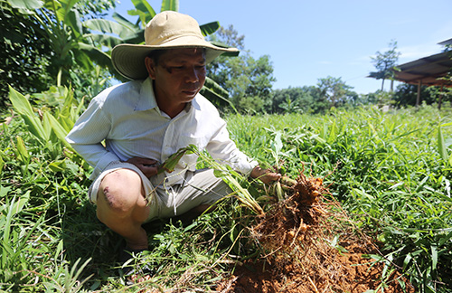 hon 100 tan nghe e nguoi mua o quang nam