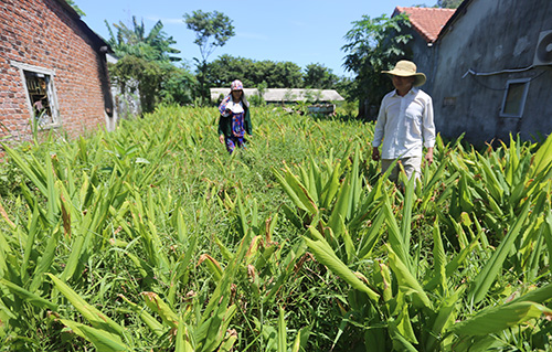 hon 100 tan nghe e nguoi mua o quang nam