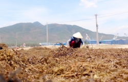 thuong lai o at thu mua la nhau kho o mien tay