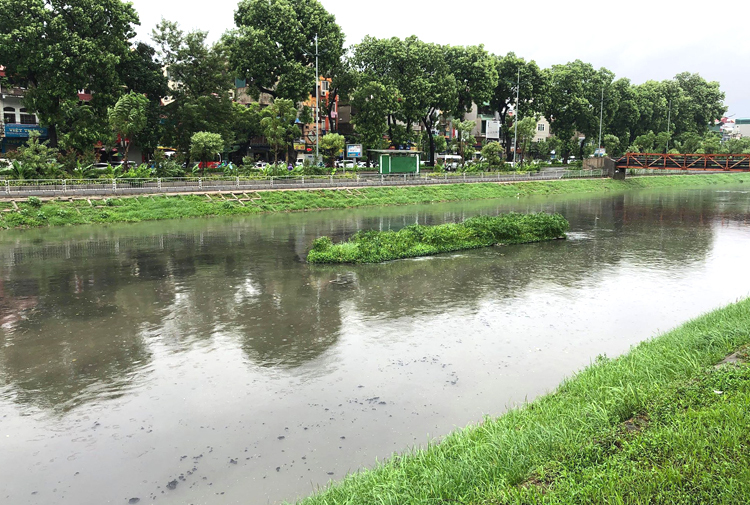 ha noi mua to cay do do hoan luu bao wipha