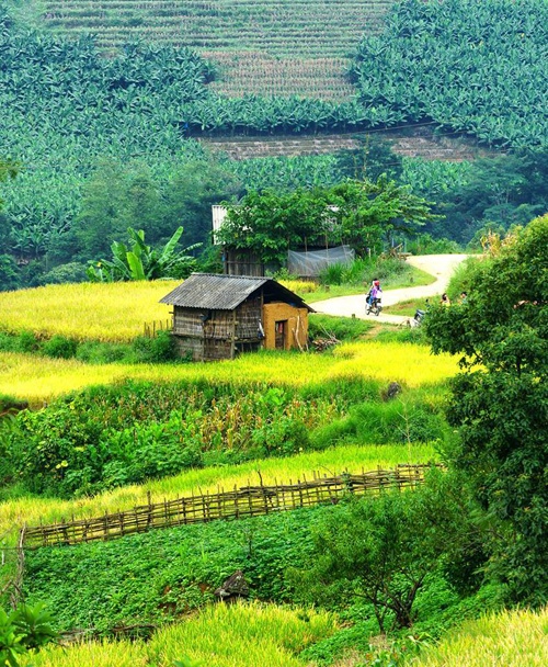 lich san lua chin o sa pa mu cang chai