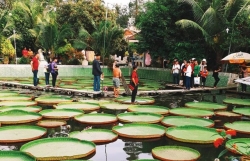 hoa sen nui tuyet 7 nam moi no hoa tang sinh luc 100 trieukg