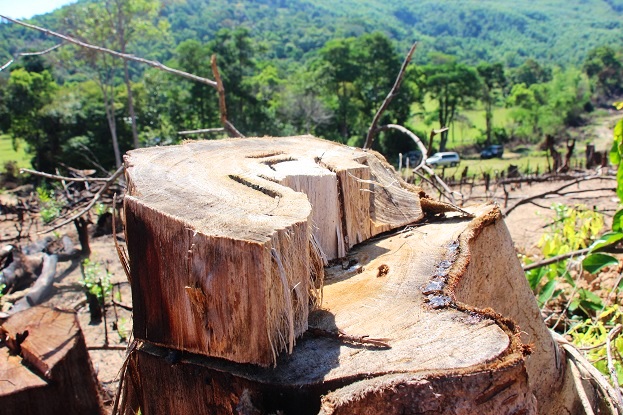 pha rung o binh dinh doanh nghiep len tieng keu oan