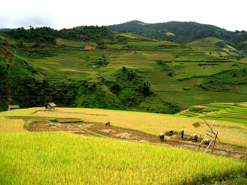 len lich cho chuyen mu cang chai mua lua chin