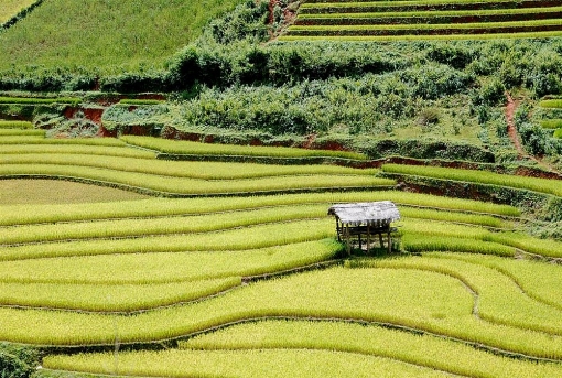 len lich cho chuyen mu cang chai mua lua chin