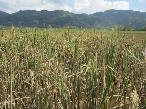 nghe an du an du lich sinh thai buc tu ruong dong cua 40 ho dan