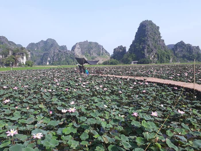 gioi tre ru nhau checkin dam sen ky la no vao mua thu o ninh binh