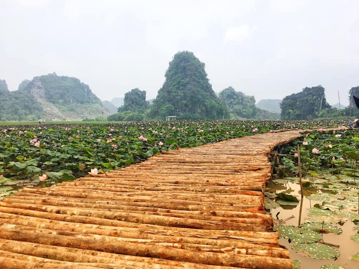 gioi tre ru nhau checkin dam sen ky la no vao mua thu o ninh binh