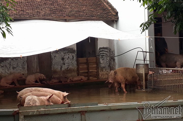 vo de chuong my canh song kho tin cua nguoi ha noi