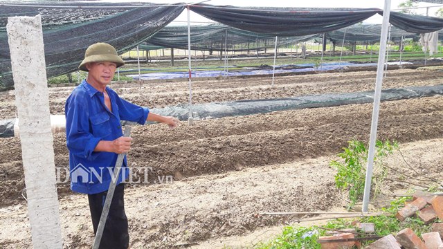 mua lon keo dai vua rau hu thoi mua rau xanh kho hon mua thit