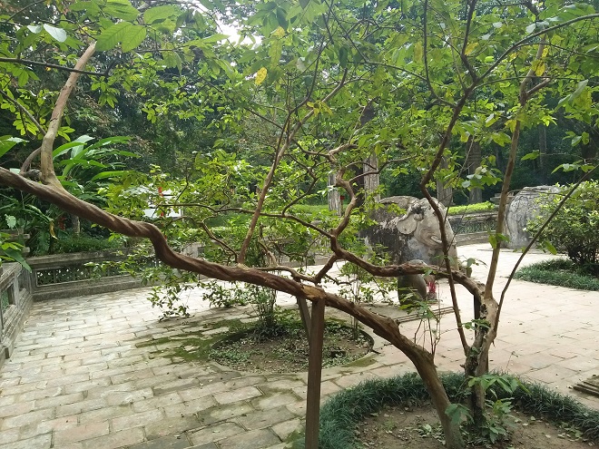 cay oi cuoi noi tieng xu thanh bay gio ra sao