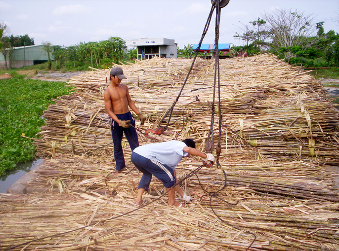 lu va trieu cuong dang de doa ruong mia o dbscl