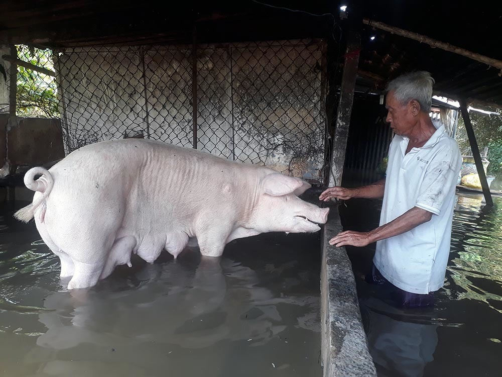 vo de bao nuoc ao len tan nguc co cuc xoay huong nao cung mac