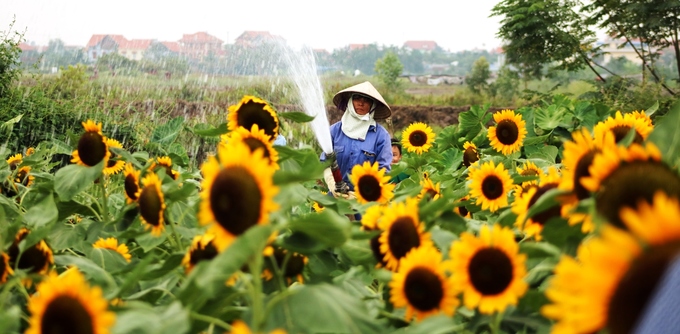 hang tram nguoi chen chuc nhau chup anh o vuon huong duong hai phong