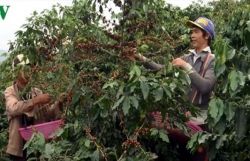 Ngành cà phê đặt mục tiêu xuất khẩu 6 tỷ USD vào năm 2030