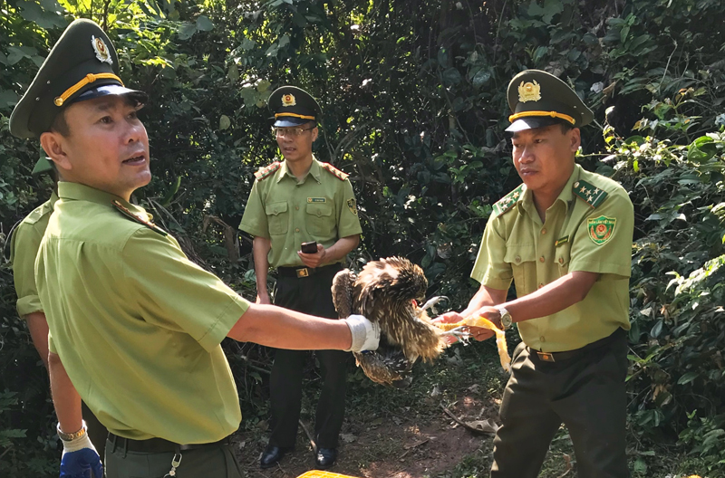 quang ninh 16 con chim dieu hau hoang da duoc tha