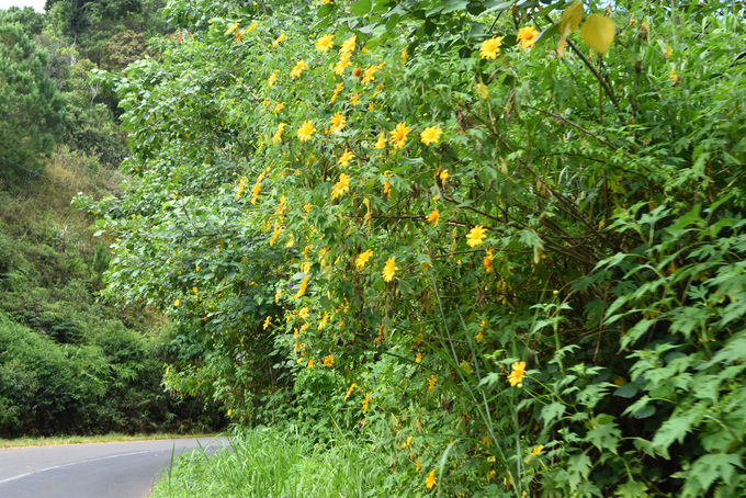 sac hoa da quy vang ruc phu khap cac cung duong da lat