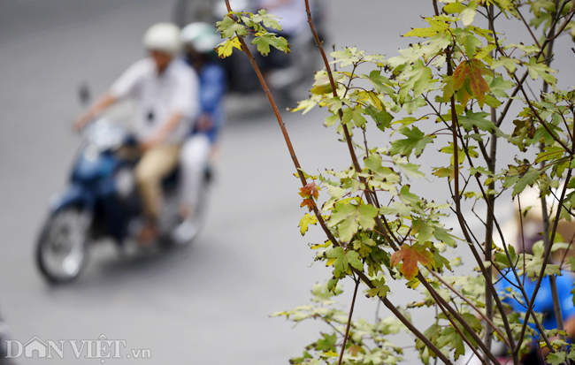 anh ngo ngang ngam phong la do tai ha noi bat dau khoe sac