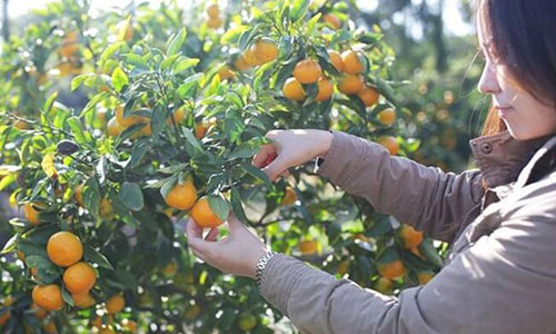 Hàn Quốc điều vận tải cơ chở 200 tấn quýt 'đáp lễ' Triều Tiên han quoc dieu van tai co cho 200 tan quyt dap le trieu tien