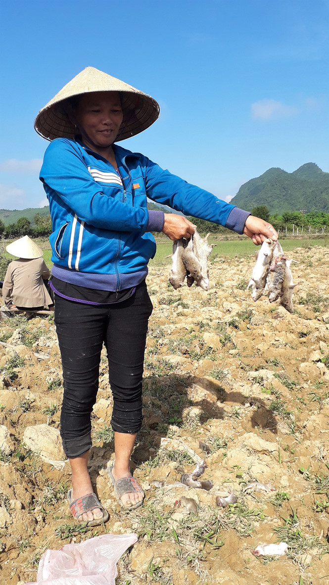 nong dan phai keo nhau ra dong diet chuot vi khong co mua lu