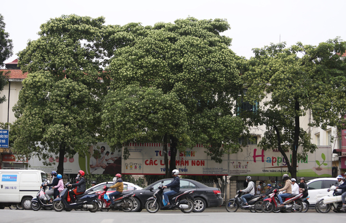 hoa sua no rop troi tren nhieu tuyen pho ha noi