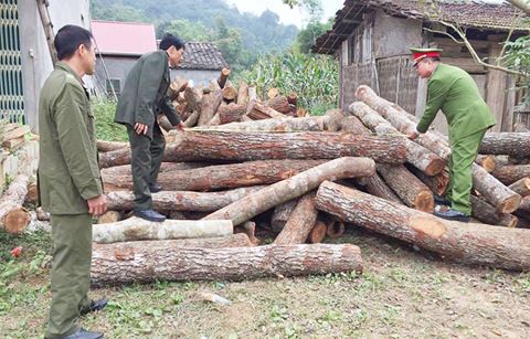 dan pha rung phong ho mo loi lam nha de trong rung