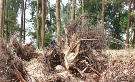 can canh bien thanh hoa bi ha ba nuot chung tung ngay