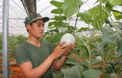 vuon dua mai nha triu qua cua ky su sai gon