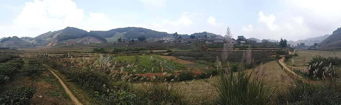 lac loi trong nhung sac hoa dai tren cao nguyen moc chau