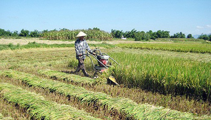 Chuyển đất trồng lúa sang đất phi nông nghiệp (trong đó có đất ở) mà không được cơ quan có thẩm quyền cho phép thì phạt tiền. Ảnh TL.