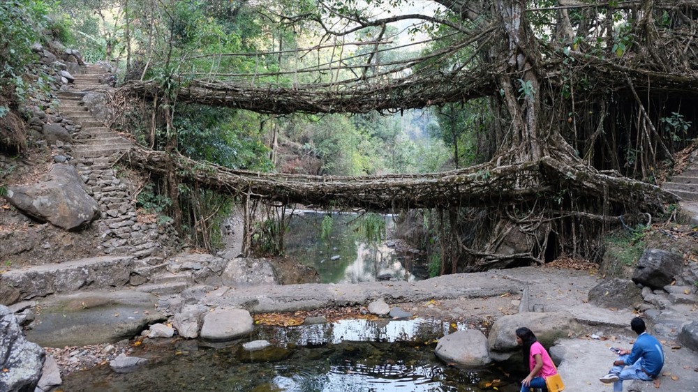 Cây cầu làm bằng rễ cây ở Ấn Độ. Ảnh: Courtesy Ferdinand Ludvig.
