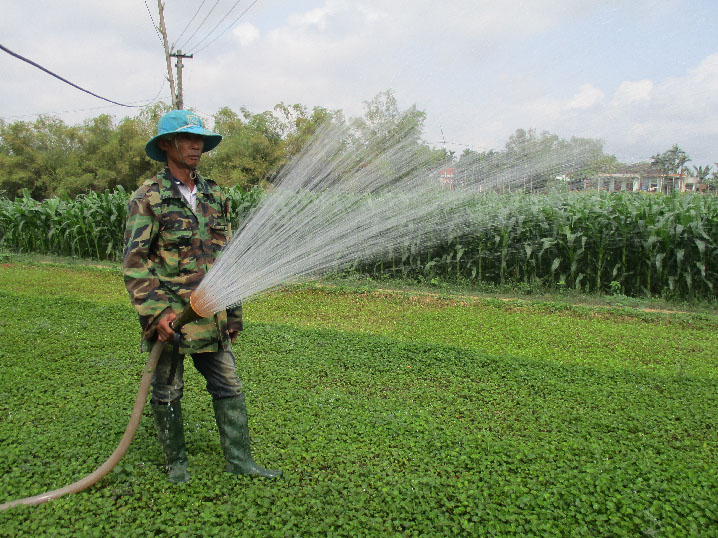 phat hon trong rau ma lai 70 trieuthang lao nong xu quang tau xe hoi