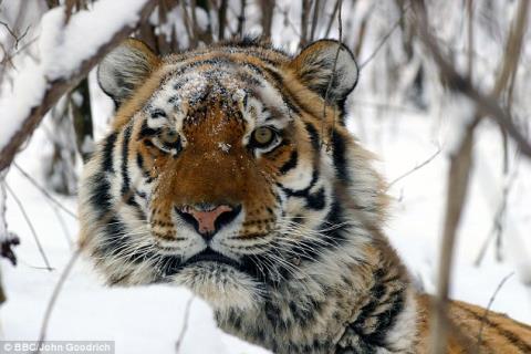 ho duc siberia can chet ho cai ngay trong chuong