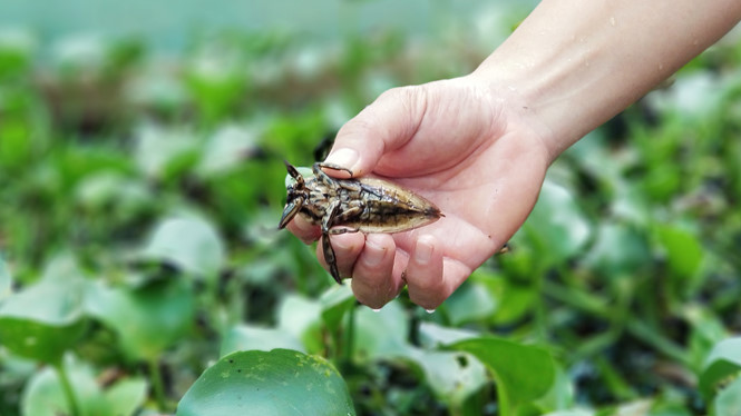 nam thanh nien nuoi ca cuong thu nhap hang tram trieu dong o sai gon