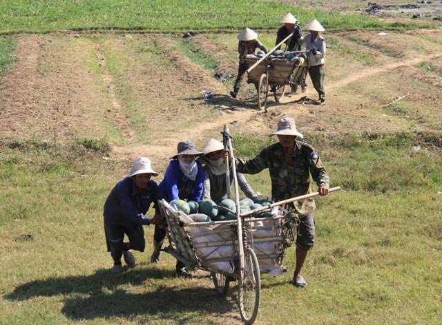 quang ngai bat chap canh bao hang ngan tan dua lai cho giai cuu