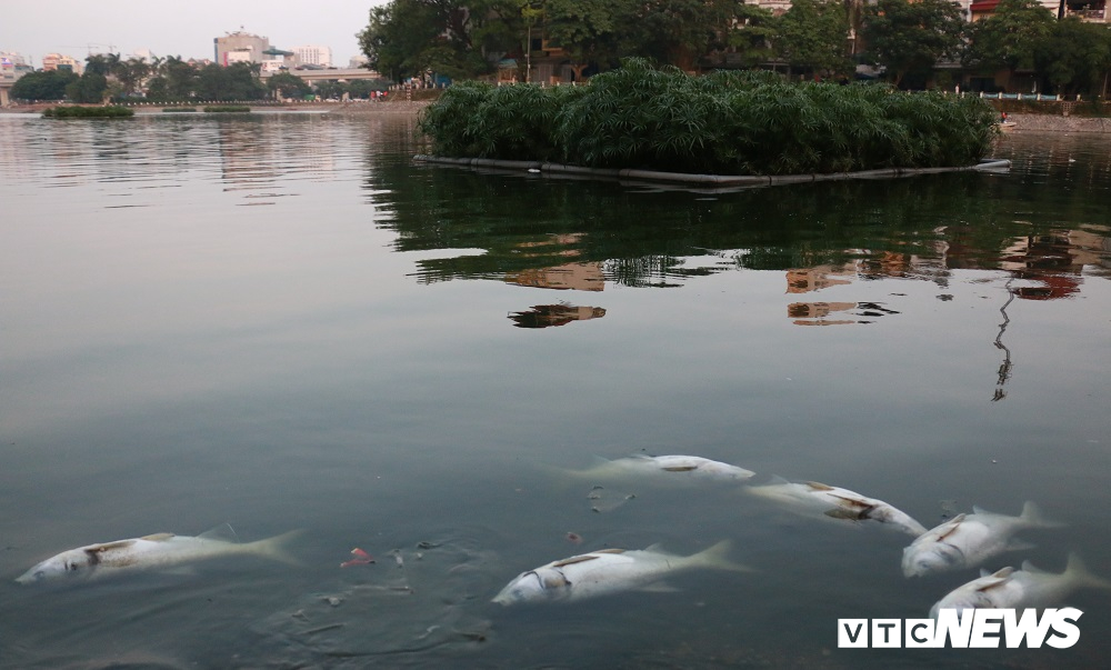 nguyen nhan ca chet noi trang mat ho hoang cau ha noi