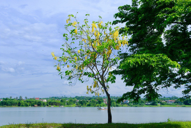 ngan ngo truoc ve dep ruc ro hoa bo cap vang no ro khap co do hue