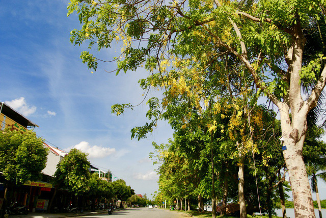 ngan ngo truoc ve dep ruc ro hoa bo cap vang no ro khap co do hue