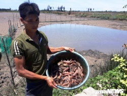 Dân Thanh Hoá lao đao khi tôm sú đến kỳ thu hoạch chết hàng loạt