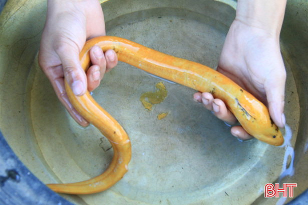 ky la nhat hanh tinh ca vua biet lan vua biet leo cay o viet nam