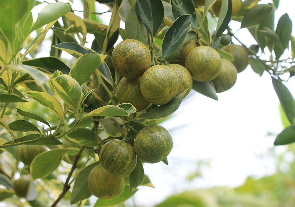 ky la nhat hanh tinh ca vua biet lan vua biet leo cay o viet nam