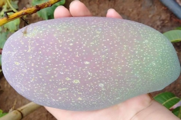 ky la nhat hanh tinh ca vua biet lan vua biet leo cay o viet nam