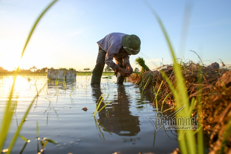 nong nghet tho vo chong lao nong ha noi nua dem roi den di cay