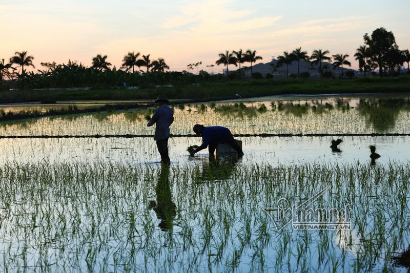 nong nghet tho vo chong lao nong ha noi nua dem roi den di cay