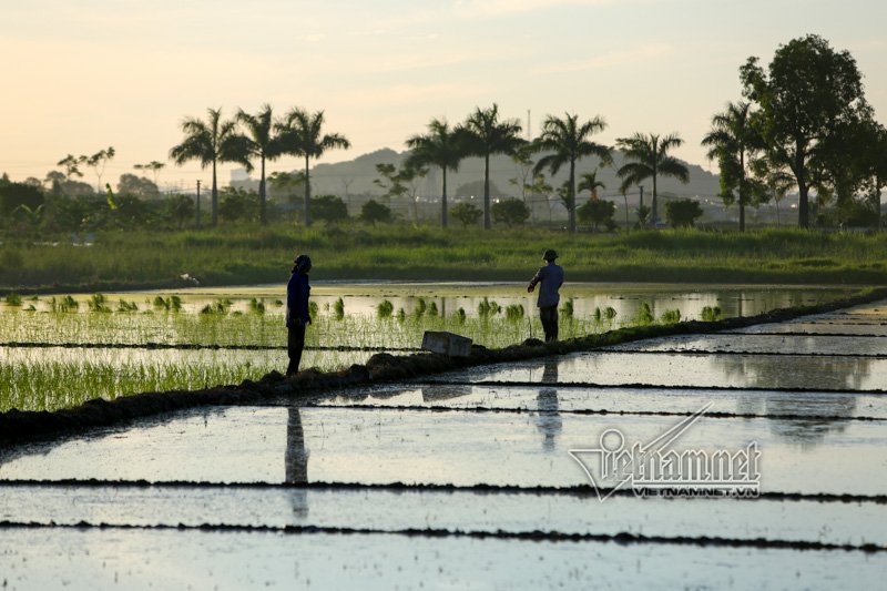 nong nghet tho vo chong lao nong ha noi nua dem roi den di cay