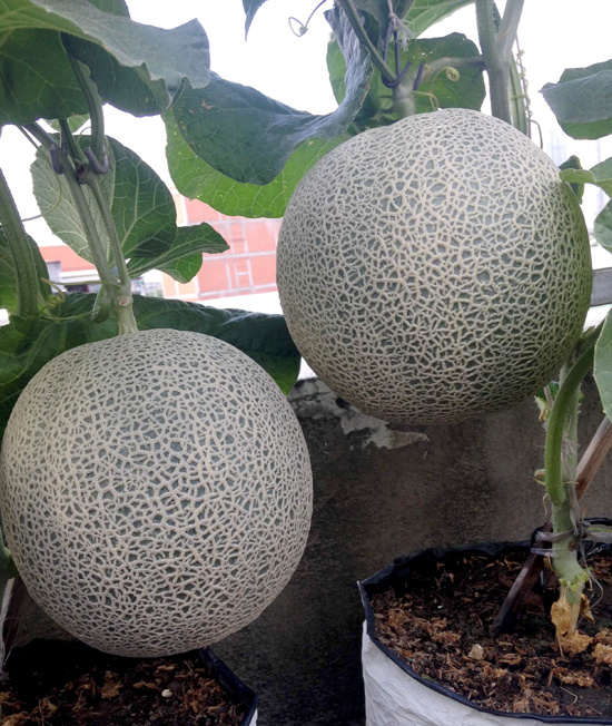 vuon dua mai nha triu qua cua ky su sai gon