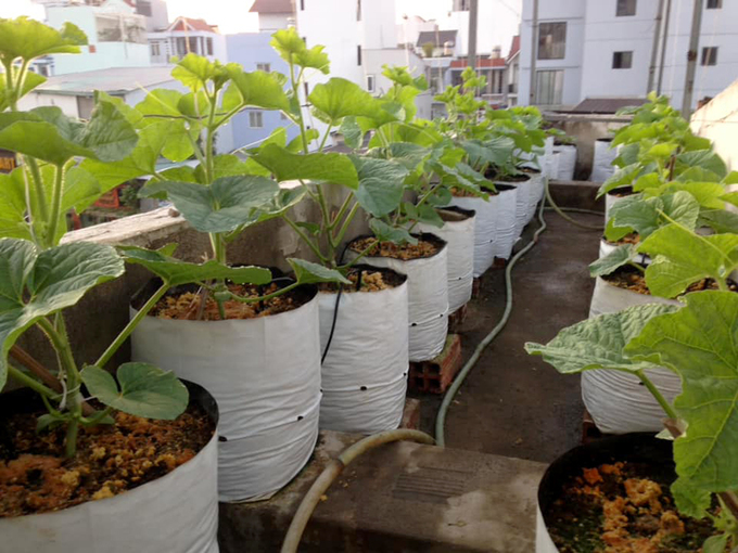 vuon dua mai nha triu qua cua ky su sai gon