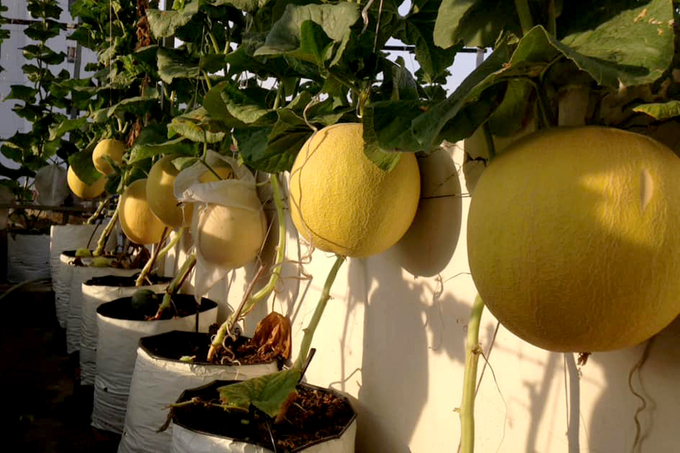 vuon dua mai nha triu qua cua ky su sai gon