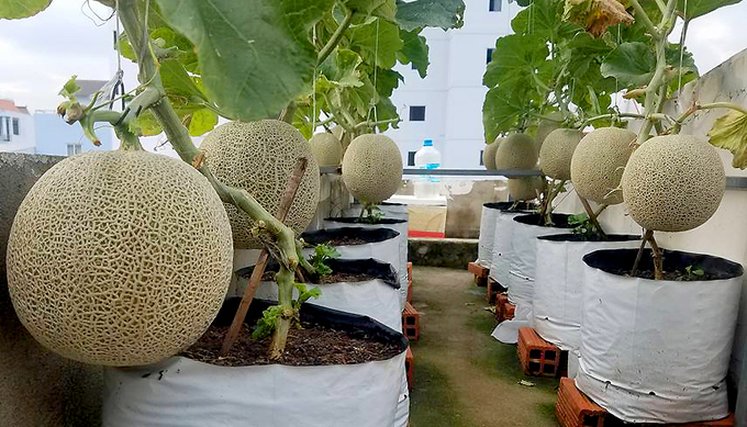 vuon dua mai nha triu qua cua ky su sai gon